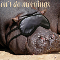 Morning Hippo!