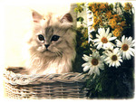 Cute cat near daisies