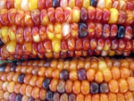 Corn