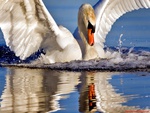 swan