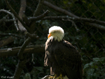 American Bald Eagle