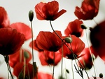 poppies