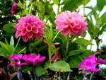Pink flowers on our roof garden.