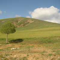one tree-iran