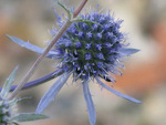 Eryngium