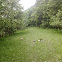 arasbaran forest in iran -tabriz