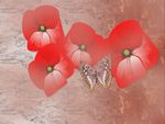 Poppys & Butterfly silkscreen