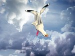 Seagull in the clouds