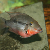 Female firemouth 