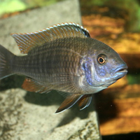 Hybrid Blue Peacock