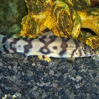 loach