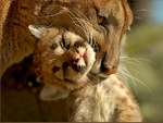 cougar and cub