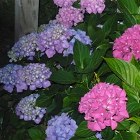 glowing hydrangeas at dusk