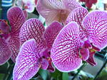 Orchid 3