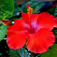 Hibiscus