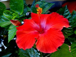 Hibiscus