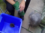 Rescued Baby Hedgehog.