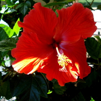 Beauty of hibiscus