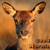 Good Morning Deer!