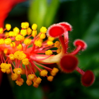 A closer look at hibiscus