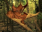 The Frst Falling Leaf Of Autumn~