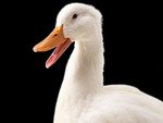White Goose