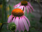 Echinacea