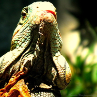 beautiful and colorful iguana.