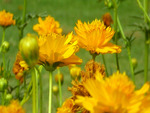 Yellow flowers