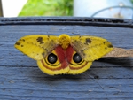 Yellow moth