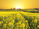Yellow Field