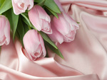 Pink Tulips