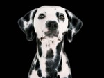 Dalmatia Black