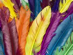 Feather in Colour