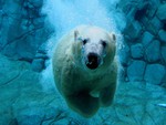 Bear Underwater