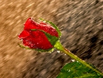DELICACY OF RAINDROPS