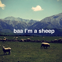 apparently he's a sheep