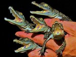 baby alligators