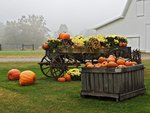 Pumpkin Harvest
