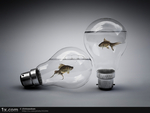 fish light