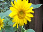 Small Sunflower