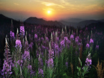 Lupines at Sunrise