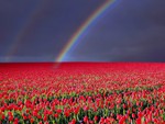 Rainbow about Tulips