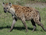 Hyena