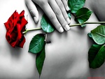 red rose