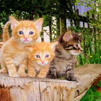 Three little kitties