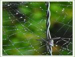 web