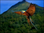 Colorful Macaw