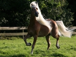Haflinger
