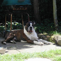 Our Lovely Boxer Dog